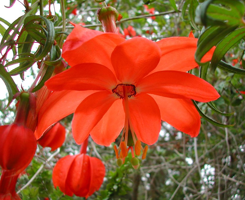 پاسیفلورا پاریتا